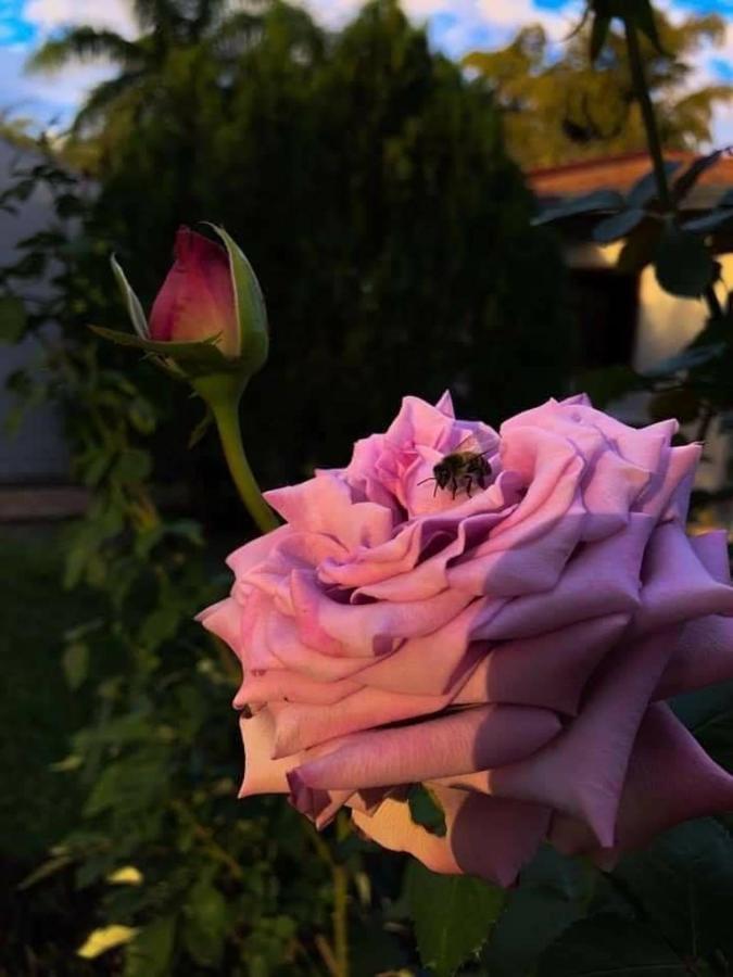"Nueva La Grappa" Hotel & Posada Altos Eksteriør bilde